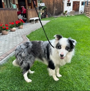 Pui Border Collie Blue Merle cu pedigree - imagine 4