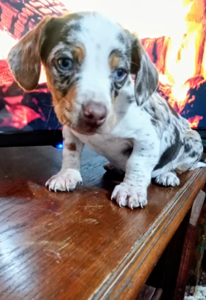 Mascul teckel arlechin ciocolatiu 