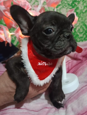 Patru băieței și o fetiță de Buldog francez - imagine 2