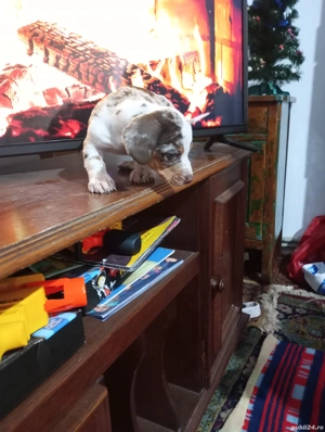 Mascul teckel arlechin ciocolatiu  - imagine 3