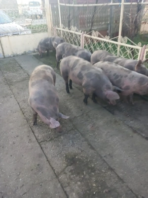 Vand porci bio de tara - imagine 4