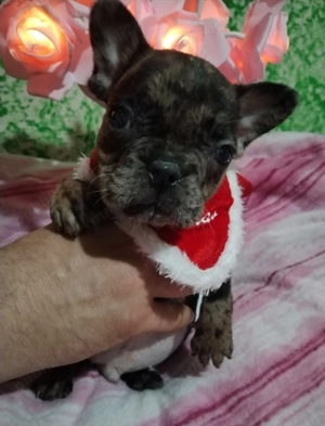 Patru băieței și o fetiță de Buldog francez - imagine 4