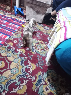 Mascul teckel arlechin ciocolatiu  - imagine 4