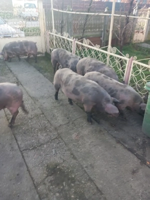 Vand porci bio de tara - imagine 6