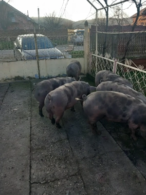 Vand porci bio de tara - imagine 5