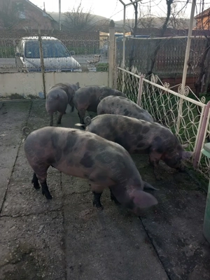 Vand porci bio de tara - imagine 3