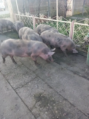 Vand porci bio de tara - imagine 9