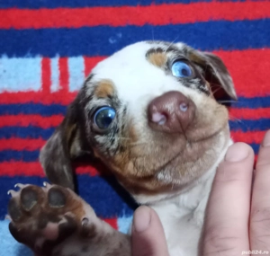 Mascul teckel arlechin ciocolatiu  - imagine 2