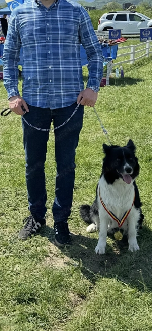 Pui Border Collie Blue Merle cu pedigree - imagine 5