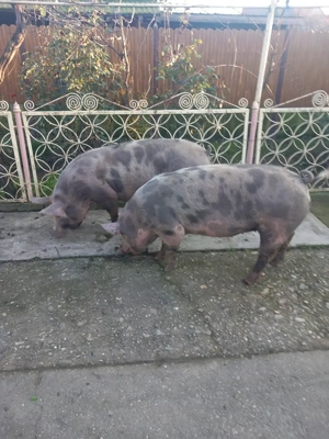 Vand porci pietran - imagine 9