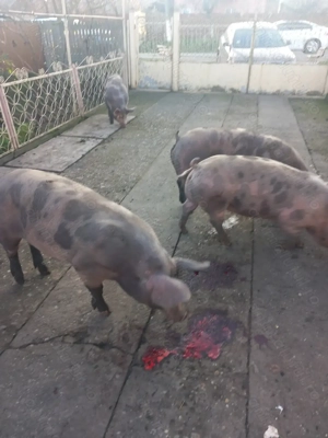 Vand porci pietran - imagine 2