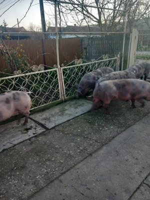 Vand porci pietran - imagine 5