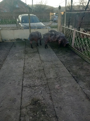 Vand porci pietran - imagine 8