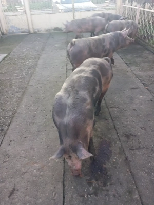 Vand porci pietran - imagine 7