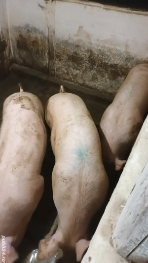 Scrofite rasa de carne