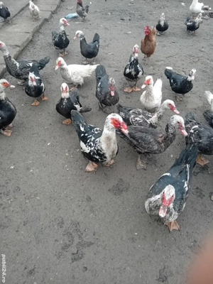 vând rațe  - imagine 2