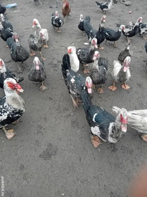 vând rațe  - imagine 3