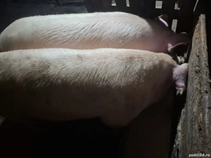 Vand porc crescut bio cu cartofi fierți