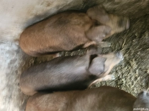 porc de vanzare .. Rasa Duroc 