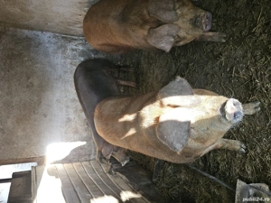 porc de vanzare .. Rasa Duroc  - imagine 3