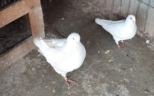 Vând porumbei King și Poștaș Timisoara - imagine 2