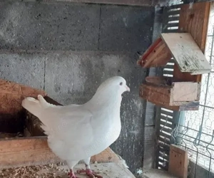 Vând porumbei King și Poștaș Timisoara