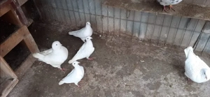 Vând porumbei King și Poștaș Timisoara - imagine 3