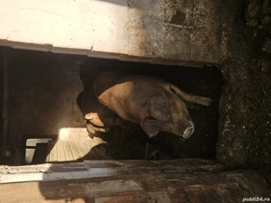 porc de vanzare .. Rasa Duroc  - imagine 2