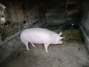 Porci 130-150 kg - Magureni  - imagine 4