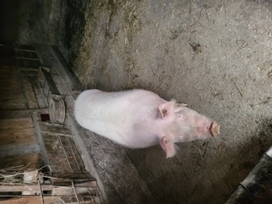 Porci 130-150 kg - Magureni  - imagine 3