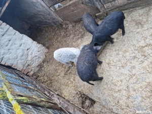 Vând purcei mangalita  - imagine 2