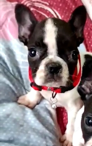 Patru băieței și o fetiță de Buldog francez - imagine 5