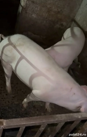 porci de carne asigur transport - imagine 2