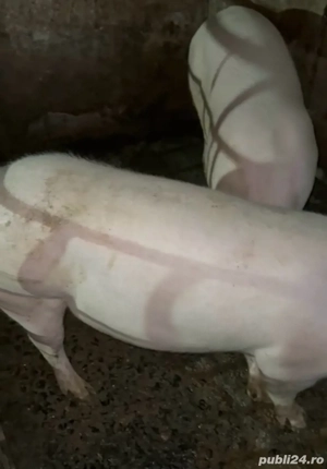 porci de carne asigur transport - imagine 3