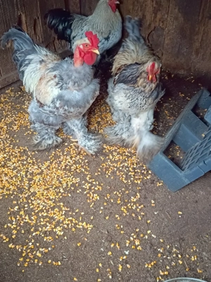 Cocosi brahma ,puicuțe si găinușe  americane