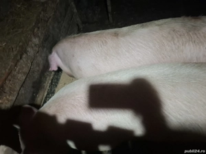 Vand porc crescut bio cu cartofi fierți