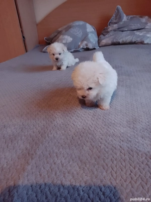 vad catei bison frise talie mica varsta 6 saptamani