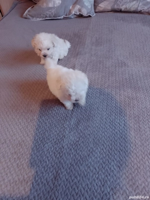 vad catei bison frise talie mica varsta 6 saptamani - imagine 2