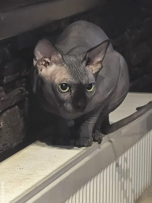 motan sfinx 1,8 ani - imagine 3