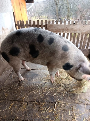 Vând porc 200kg, 14lei kg - imagine 2