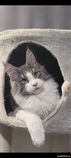 Vand pui Maine Coon , 3000 ron