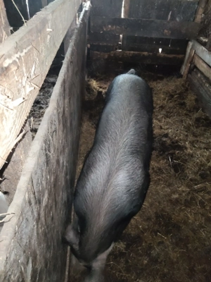 Vând purcelușa 140 kg  Vișina Db   lei pe kg in viu  - imagine 2