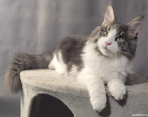 Vand pui Maine Coon , 3000 ron - imagine 2