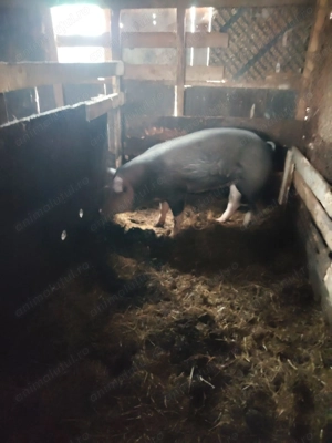 Vând purcelușa 140 kg  Vișina Db   lei pe kg in viu  - imagine 3