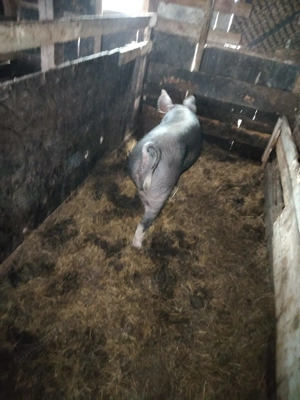 Vând purcelușa 140 kg  Vișina Db   lei pe kg in viu  - imagine 5