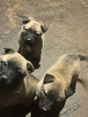 Ciobanesc malinois belgian - imagine 4