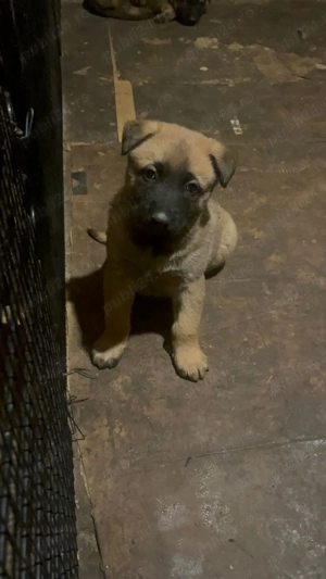 Ciobanesc malinois belgian - imagine 5