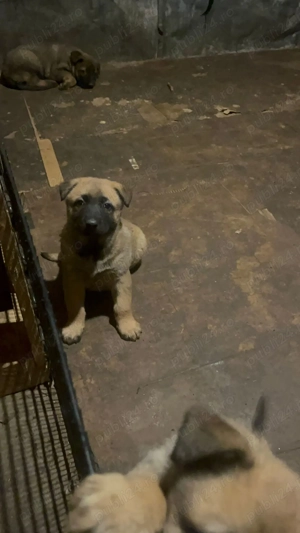 Ciobanesc malinois belgian - imagine 2