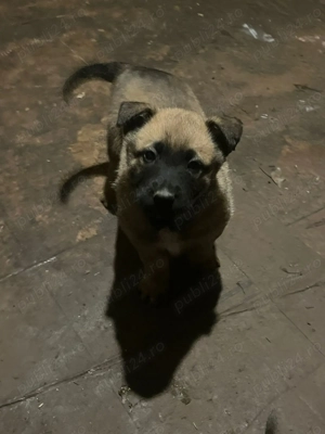 Ciobanesc malinois belgian