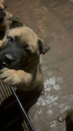 Ciobanesc malinois belgian - imagine 3